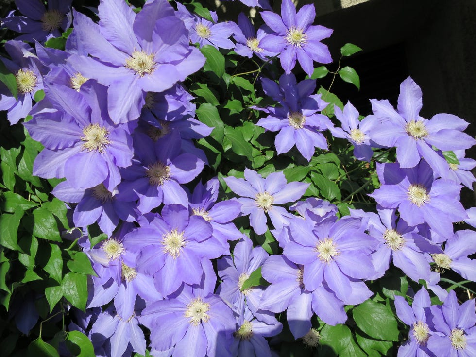 purple clematis summer flowers