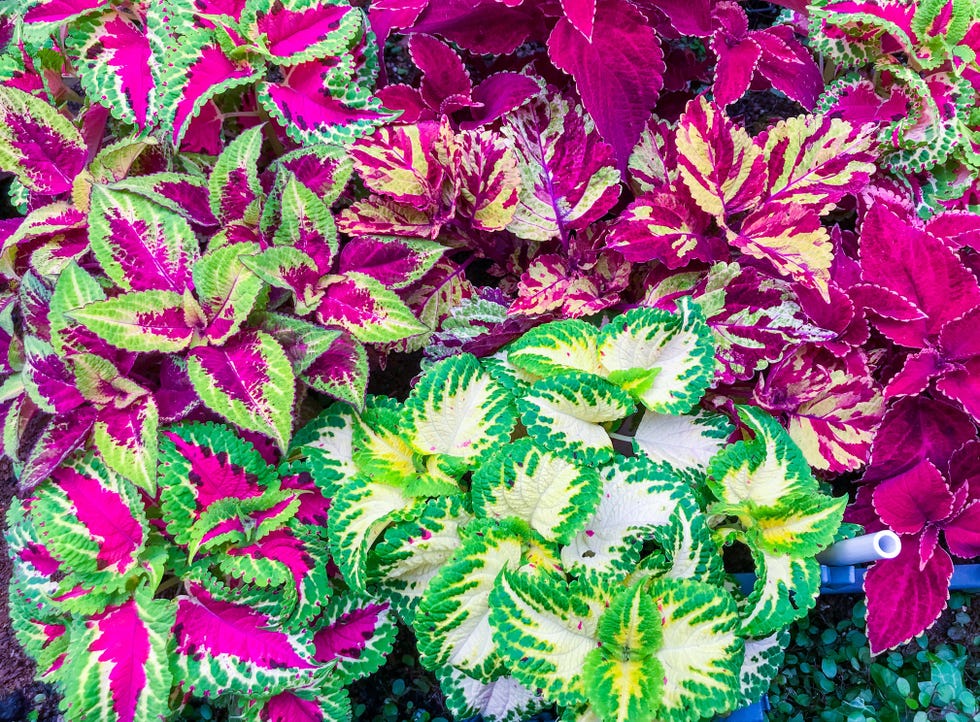 coleus summer flowers