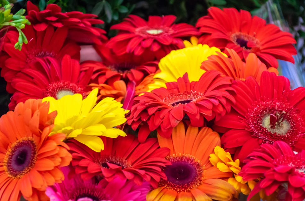 close up of summer flowers with gerbera daisies blooming in orange red and yellow