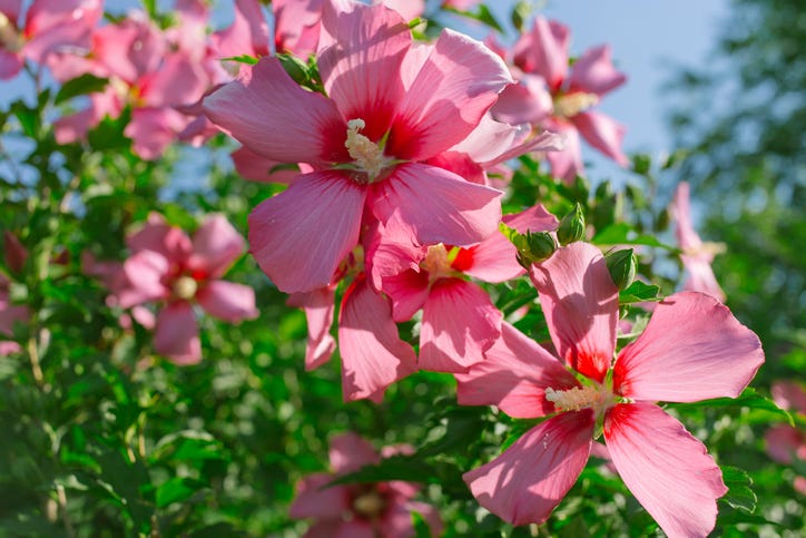 close up of summer flowers with pink hibiscus blooms