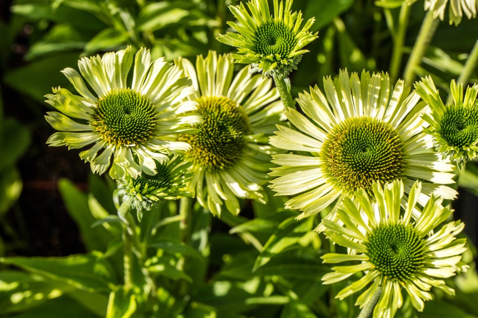 green flowers coneflower