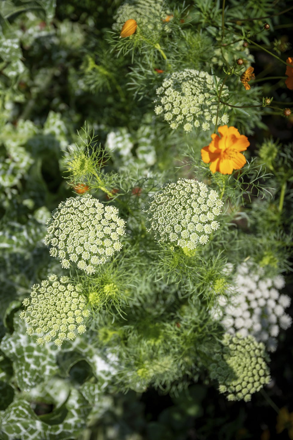 best annual flowers ammi