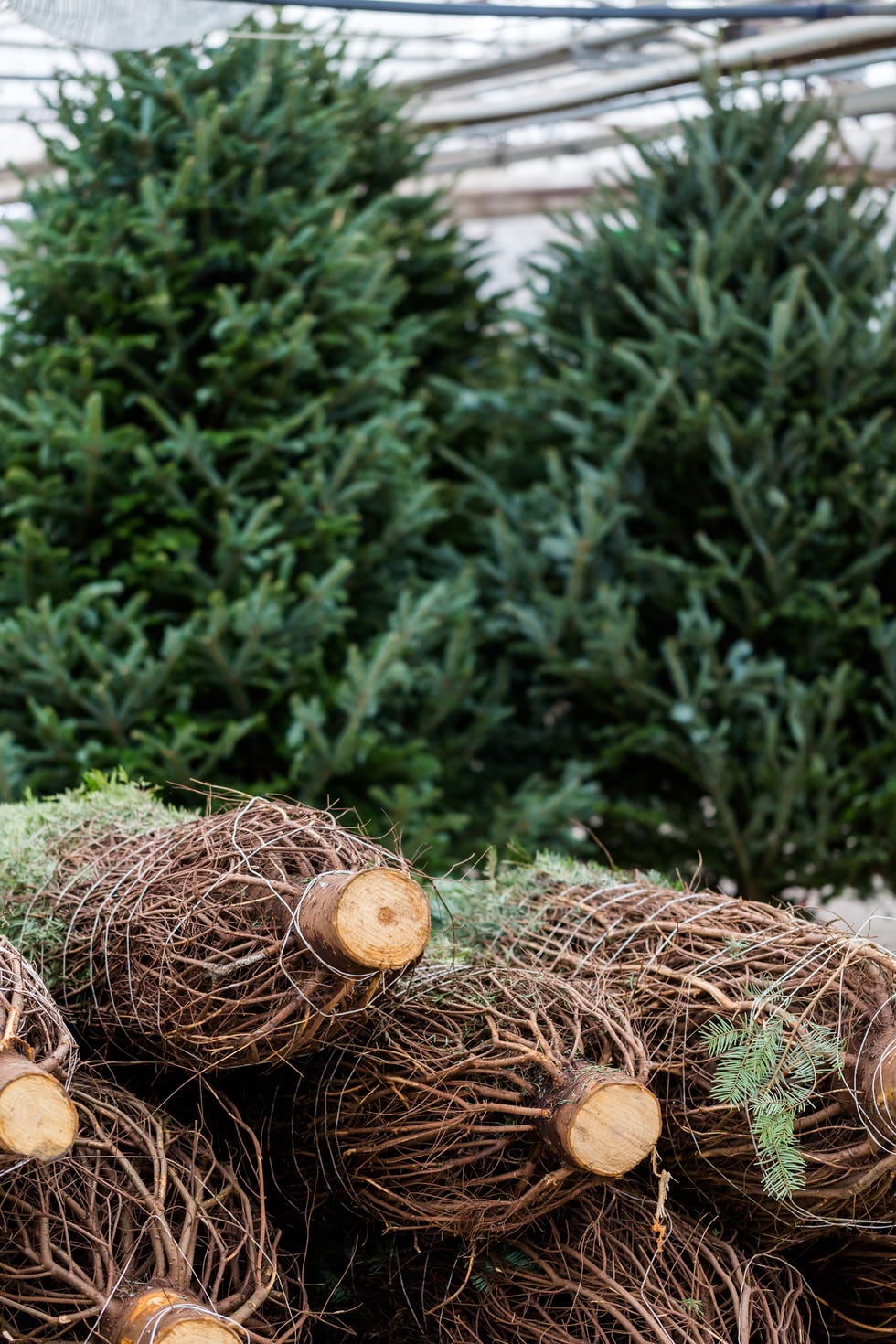 beautiful fresh cut christmas trees at christmas tree farm