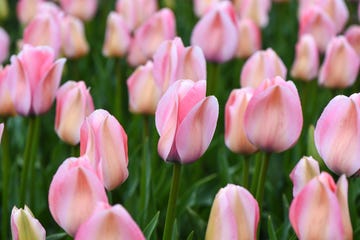 spring flowering bulbs