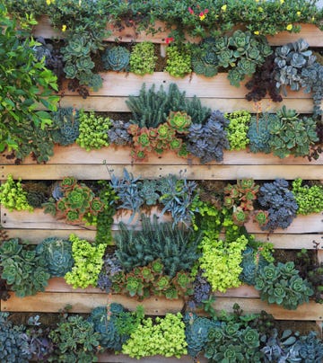 wall of succulents