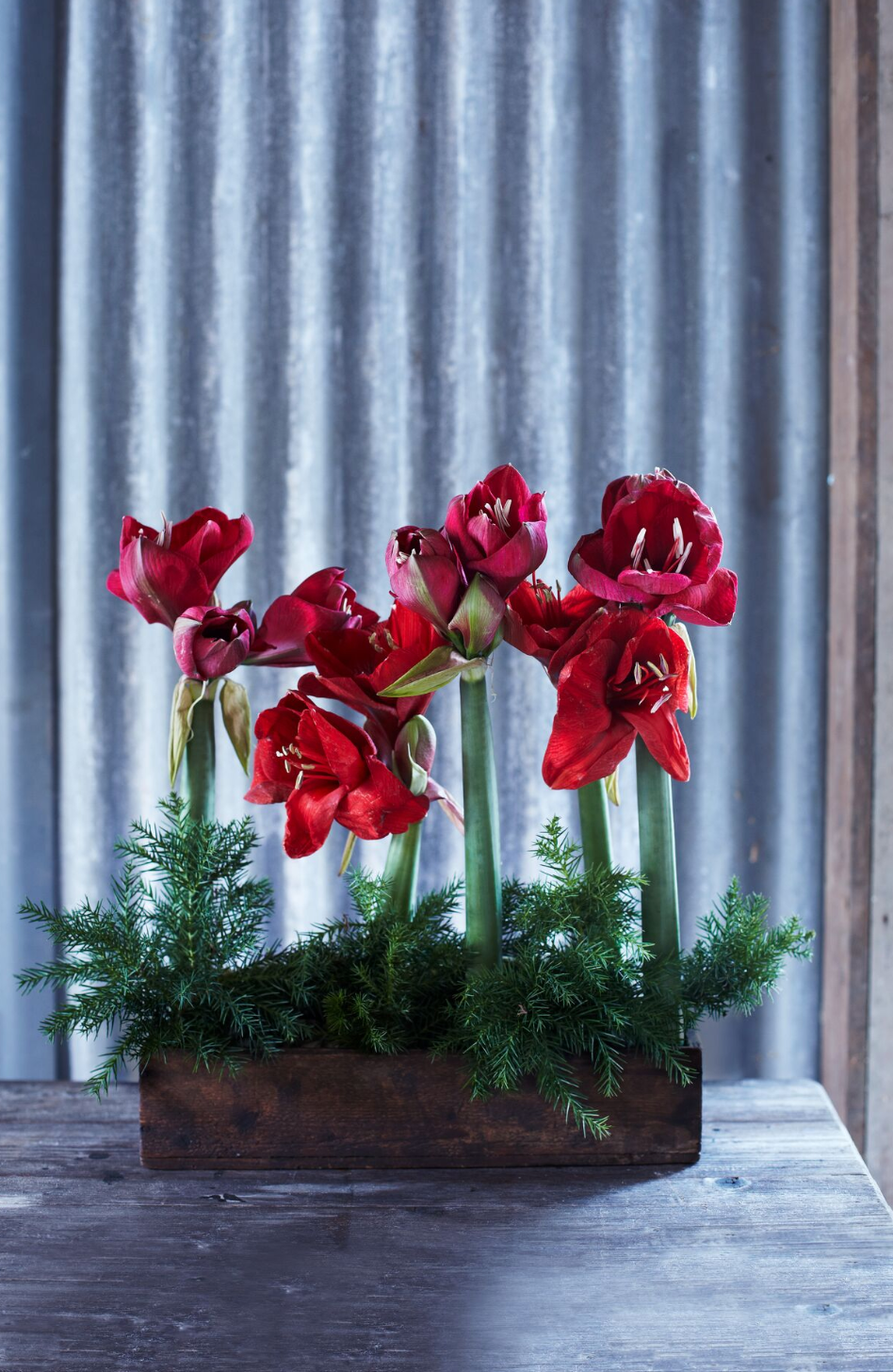 arrangement of red amaryllis flowers in a wooden container with greenery