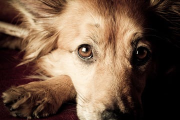 closeup of a dogs face resting on a surface