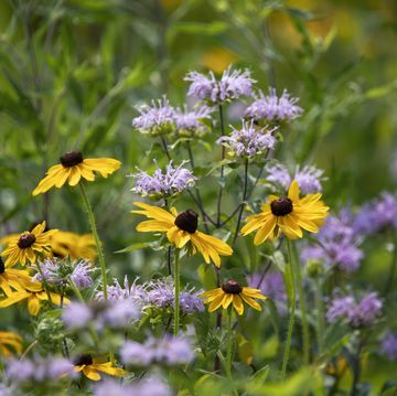 yellow cone flowers