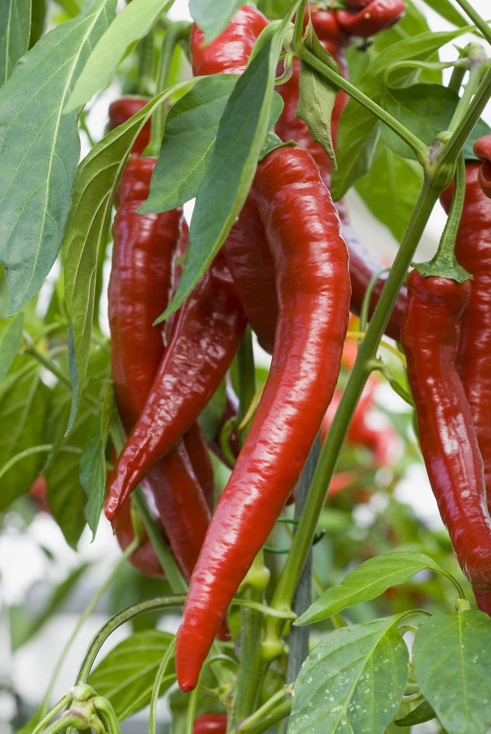 Chilli Grower Workshop for Two