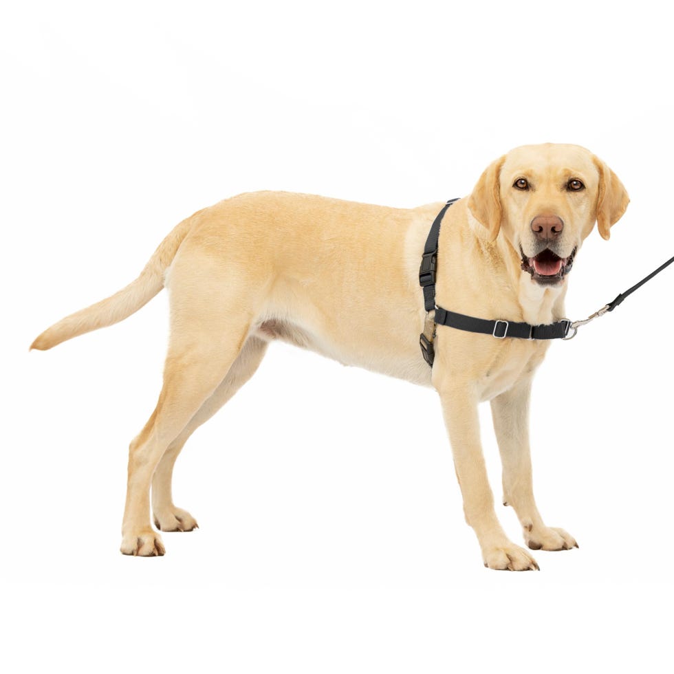 Easy Walk dog harness