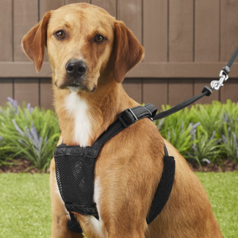 No Pull Dog Harness