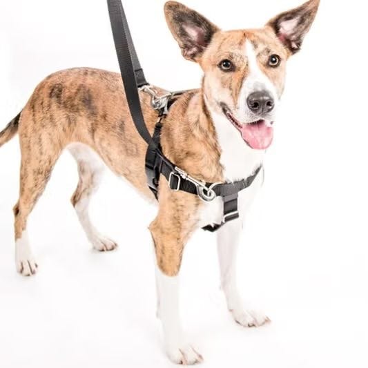 Freedom No-Pull Dog Harness with Leash