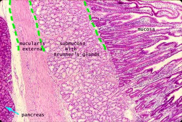 Small Intestine Histology Duodenum Labels Histology Slide | The Best ...