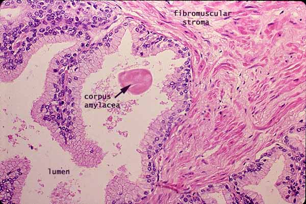 Histology at SIU