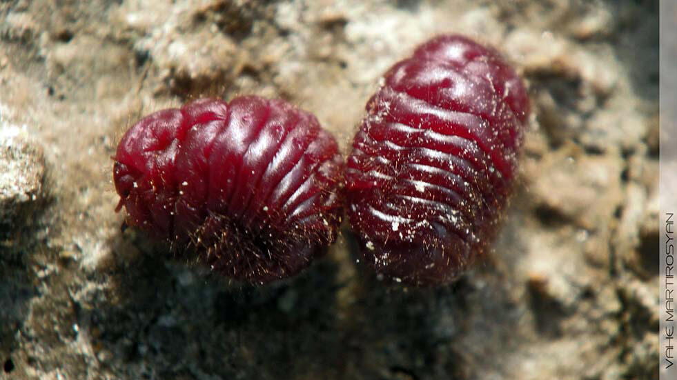 Two red bugs side by side.