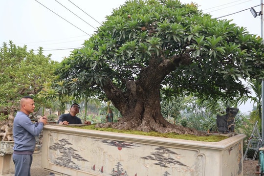 Tỷ phú bonsai từ cây ăn quả ở Phúc Thọ