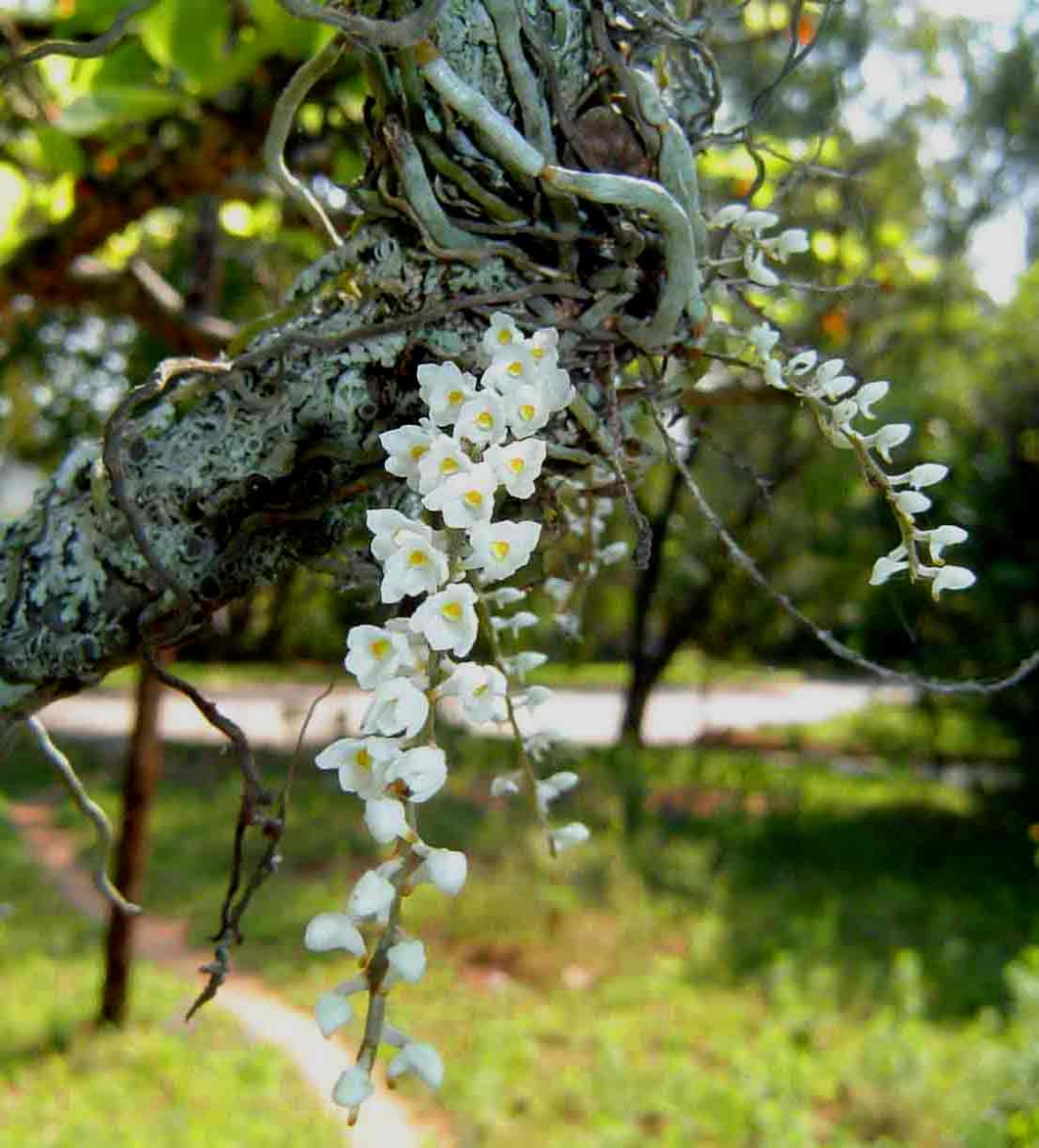 Hình ảnh hoa lan đẹp: Bạn yêu thích nhìn những bức hình đẹp về loài hoa tuyệt đẹp và quyến rũ này? Đừng bỏ qua những hình ảnh về hoa lan đẹp mà chúng tôi sắp chia sẻ. Với nhiều góc cạnh, ánh sáng và độ sắc nét hoàn hảo, bạn sẽ không thể rời mắt khỏi những khoảnh khắc đẹp như mơ.