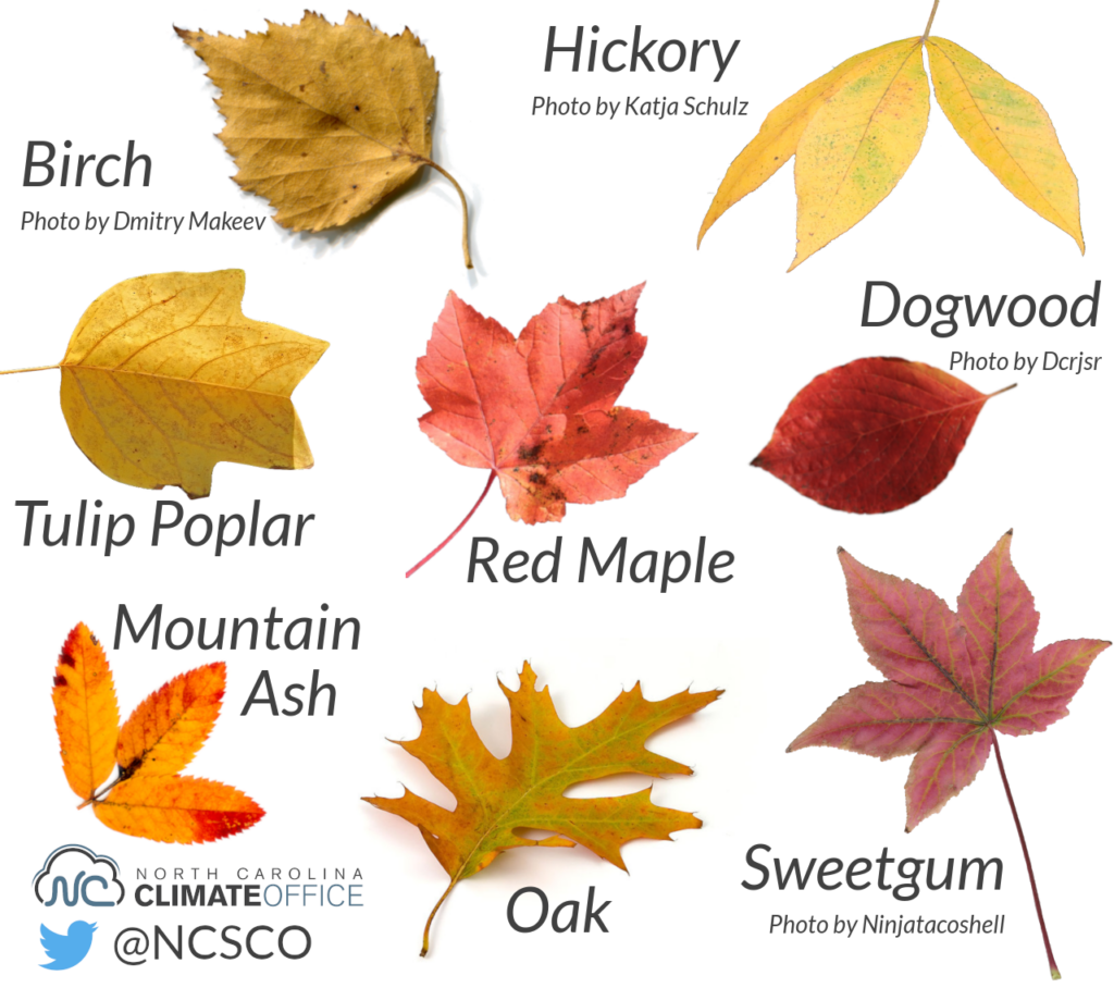 What Makes The Color Of Leaves Change at gancadeblog Blog