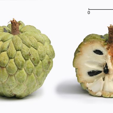 Atis Fruit