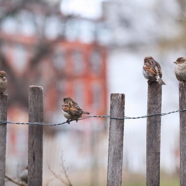 Different Types of Wood Fencing