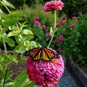 A Monarch butterfly is feeding on a large pink zinnia flower.