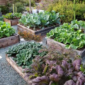 Four raised garden beds full of fall and winter vegetables. Various greens and kale along with cauliflower make up the bulk of the plants.