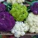 White, purple, green cauliflower are sitting in a wicker basket after being harvested.