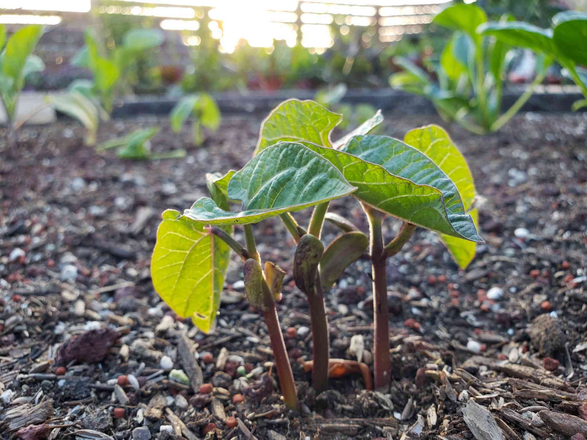 Direct sow seeds for beans that quickly turn into tender bean seedlings  as they emerge from the soil. 