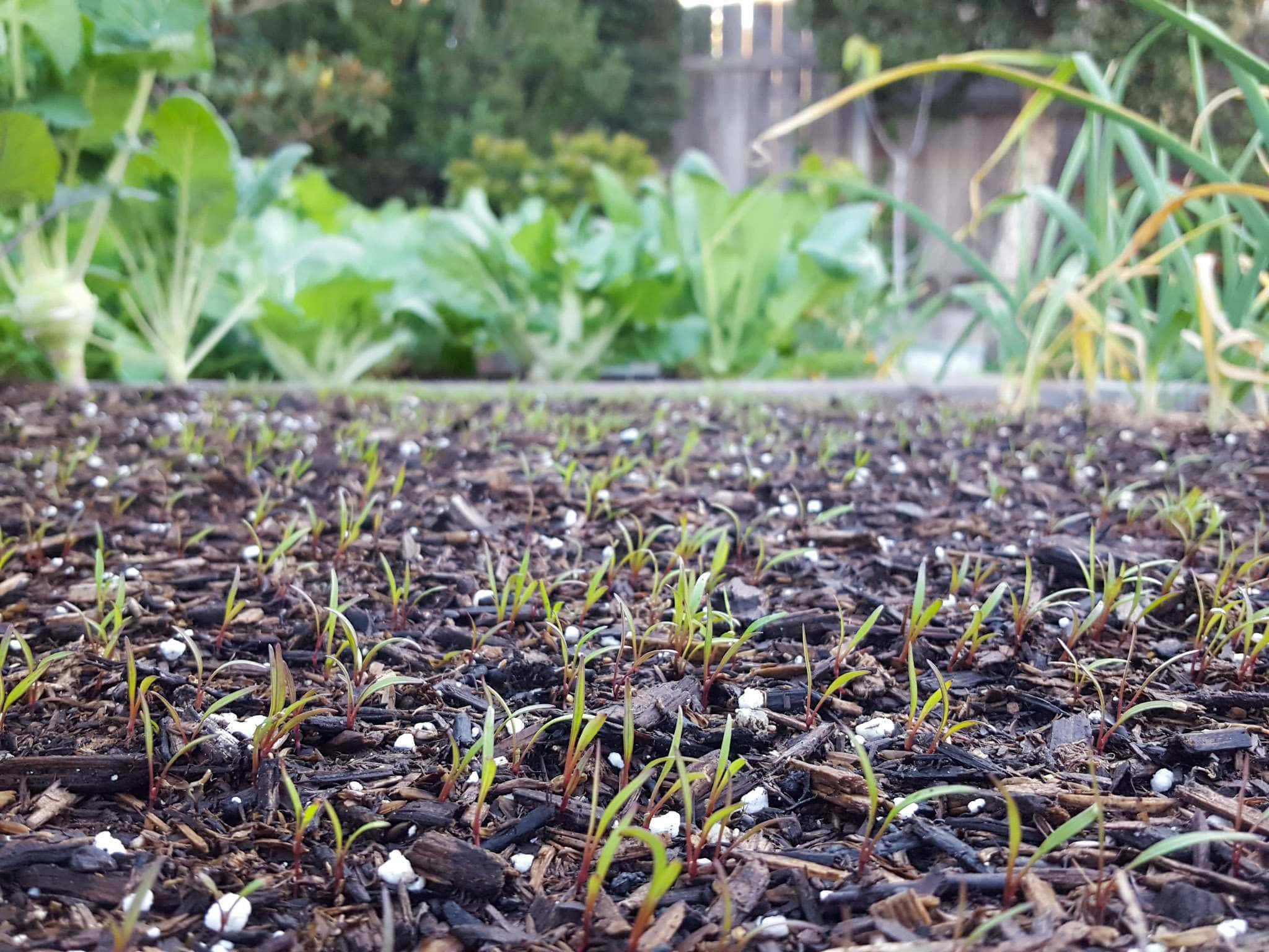 Direct sow seeds like carrots as they quickly sprout and emerge from the soil. Beyond lies an additional garden bed which is full of larger vegetable plants like bok choy and onions. 