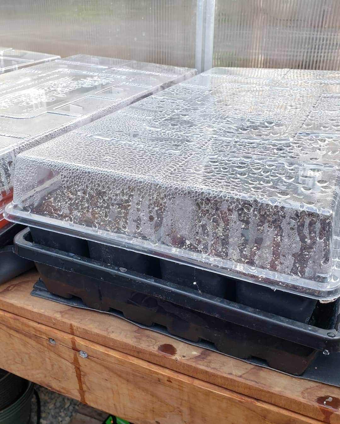 Seedling trays covered with lids that act as humidity domes to aide in successful germination. The insides of the lids are wet with condensation. 