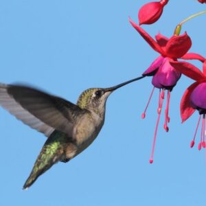 A hummingbird is drinking nectar from a pink fuchsia flower.