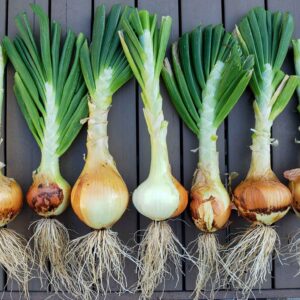 A row of harvested yellow onions with their greens still attached are laying out flat on a table.