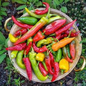 A wooden bowl is full of a variety of chili peppers in a number of colors from red to orange to shades of green.