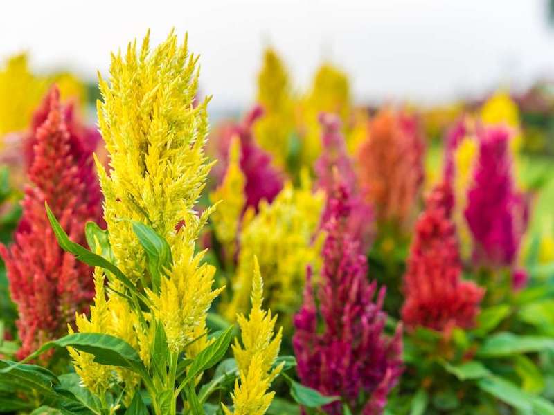 Many spikes of vibrant yellow, orange, magenta, and red make up a sea of celosia flowers. Their flowers almost resemble the tops of wheat. 