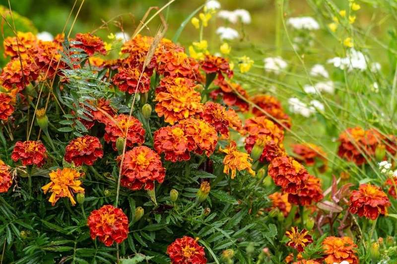 A large cluster of copper red marigold blooms sit atop dark green foliage. Wispy flowering grasses flank the entire plant with indiscernible yellow and white flowers in the background.  