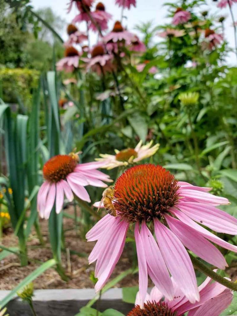 A couple of purple echinacea flowers are in focus in the foreground, two of them have bees collecting pollen from their centers. The remainder of the plant is in the background as the taller plant towers over its lower branches. Echinacea is a great fall flower as it will bloom for s long period of time. 