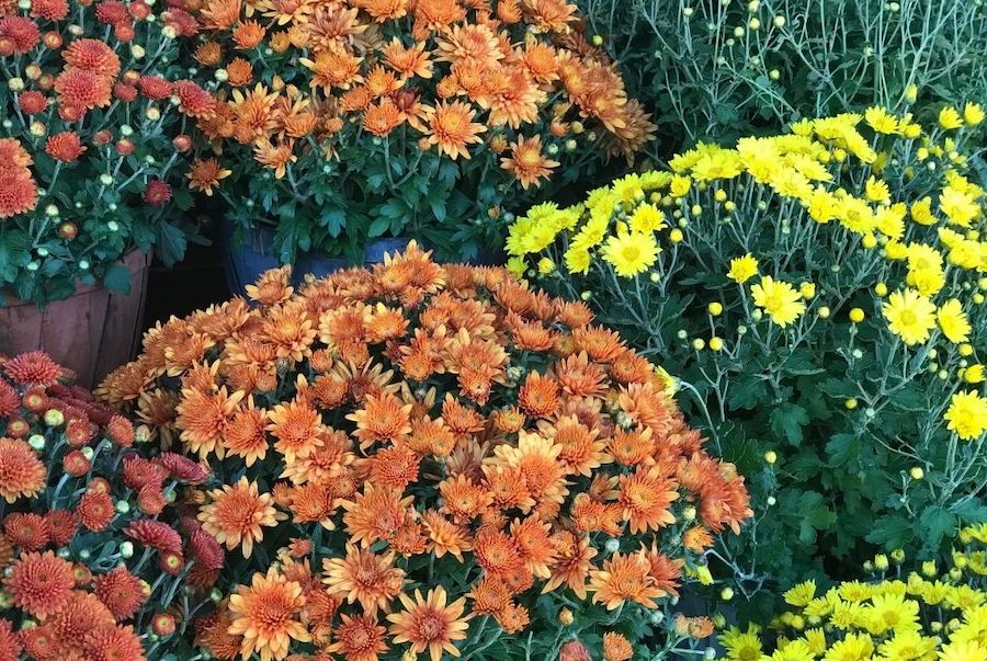 A number of potted mums with bountiful blooms of orange, red, and yellow atop green foliage illustrates how these are a great fall flower. 