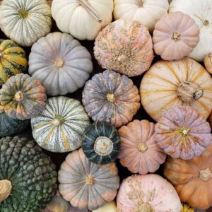 An array of various winter squash varieties are arranged into a large mass of pumpkins.