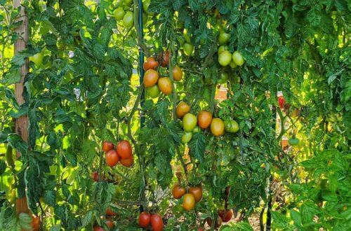 A trellis of tomato plant varieties creates a green wall of plant growth dotted with tomatoes of varying ripeness and color.