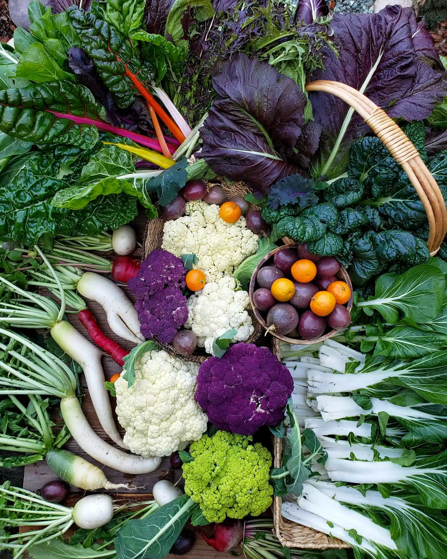 A flat lay of various harvested vegetables, a beautiful array of bok choy, chard, leafy greens, cauliflower, radishes, carrots, passionfruit, and tangerines. Colors range from white, to purple, to green, red, and orange. 