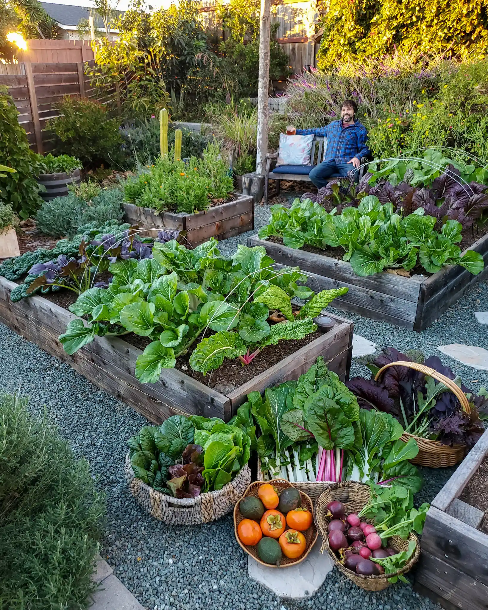 Aaron is sitting on a bench behind a few raised garden beds which are full of bok choy and other leafy greens. A few wicker baskets are in the foreground containing freshly harvested chard, bock choy, mustard greens, radishes, as well as a few persimmons and avocados. 