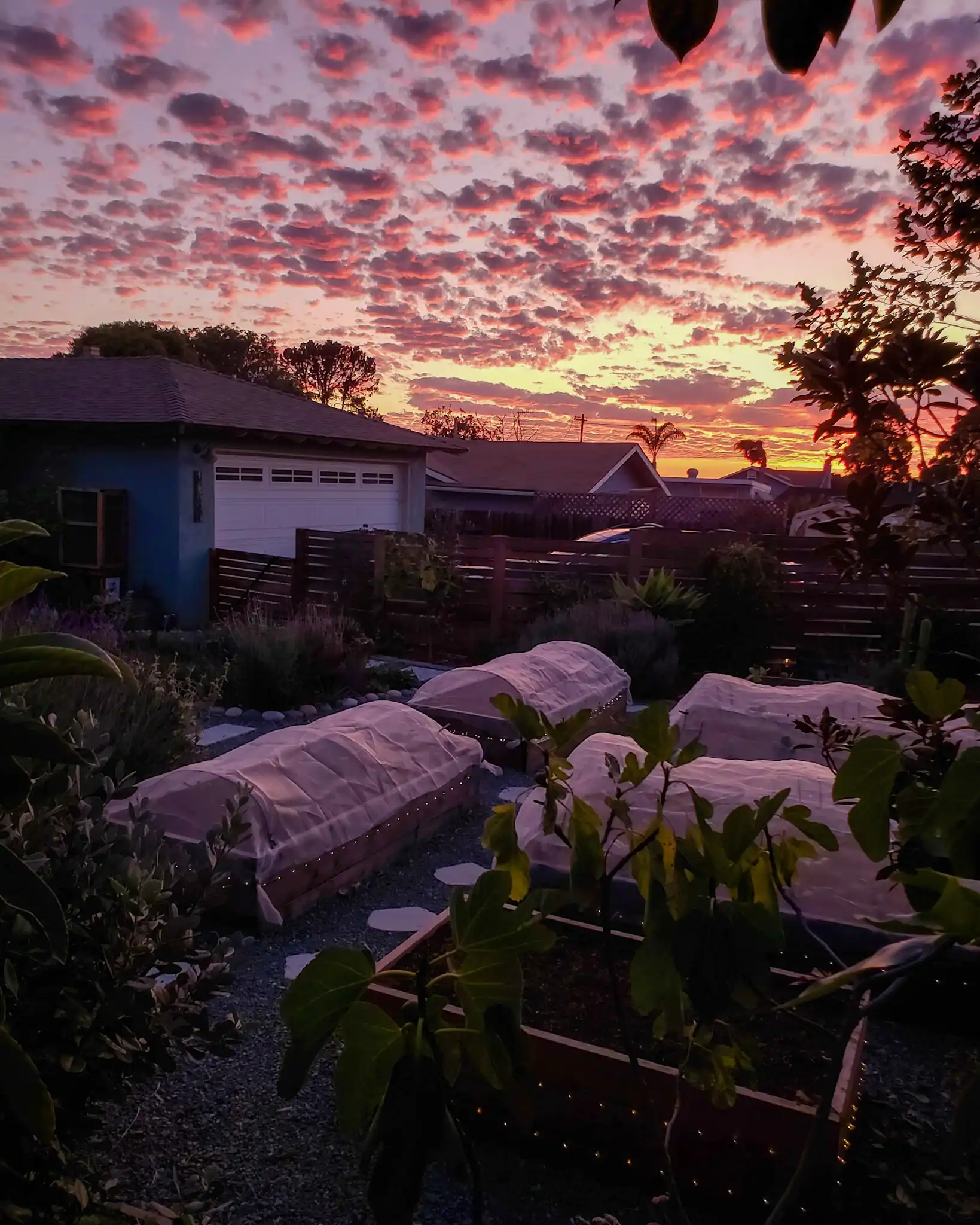 Raised garden beds are shown at dusk, covered with row covers. The sky is shown in the background, a bright glowing orange sun has illuminated the horizon with shades of pink and purple mixed in. There are various trees and plants that are visible in the dwindling light. 