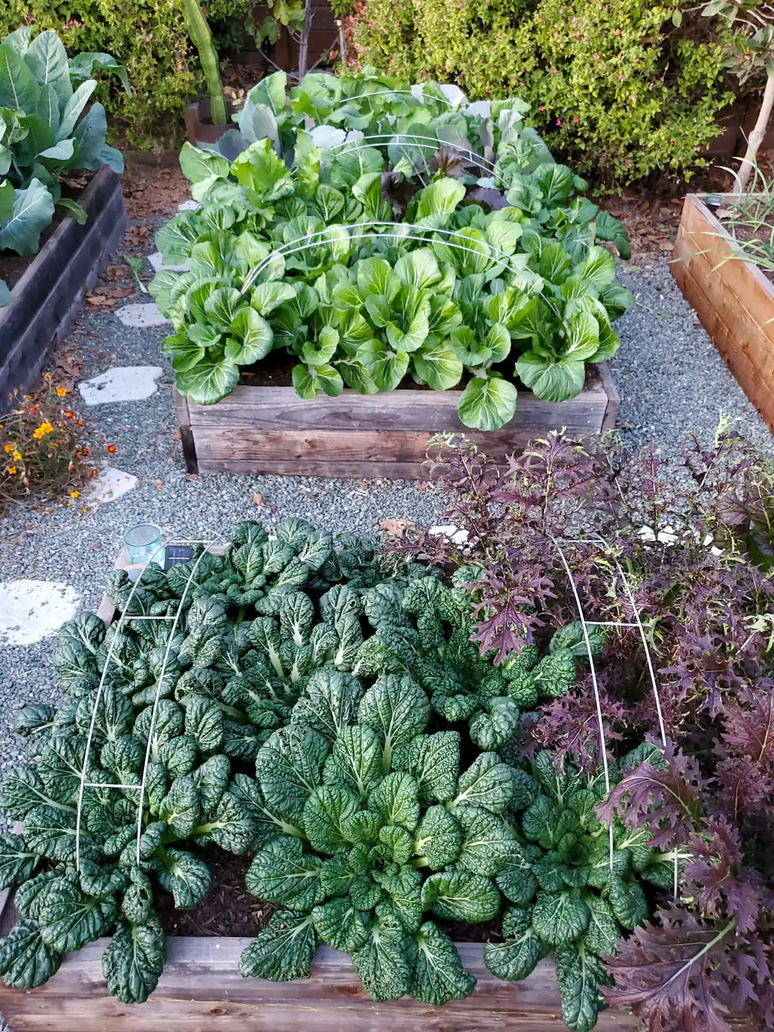 A raised garden bed full of tatsoi, Yukina savoy, and red mustard greens, growing upwards amongst metal hoops that are arched over the raised bed. A raised garden bed sits beyond it with similar hoops arched over the bed. Bok choy, asian greens, cabbage, and kale are billowing out of the raised bed. 