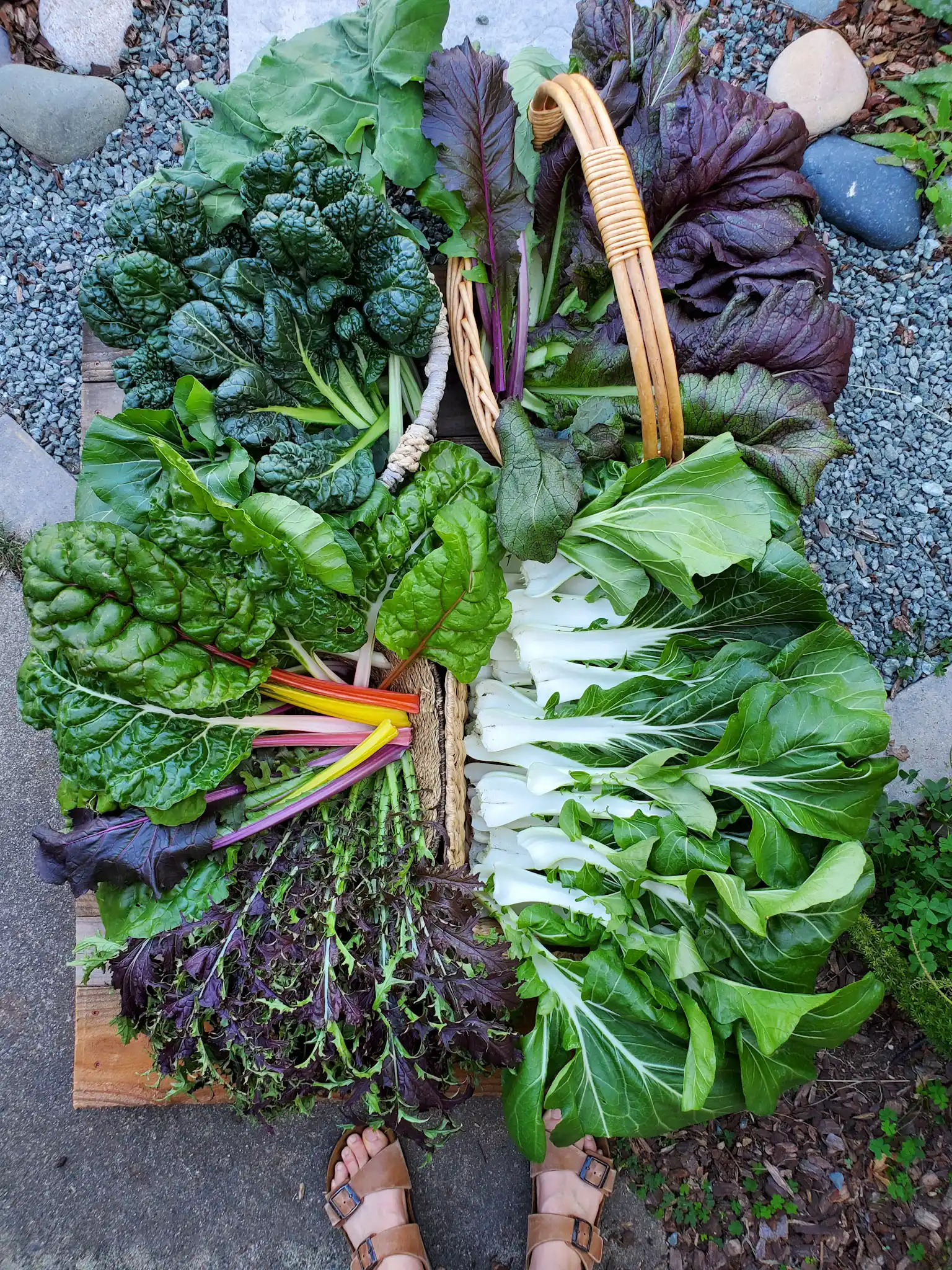 A flat lay of a fresh harvest of winter vegetables is shown. They are arranged in various wicker baskets which are only visible on a few of their edges and one has a handle. There is an array of bok choy, red mustard greens, rainbow chard, tatsoi, and asian greens. All of the vegetables are vivid in color ranging from white, green red, yellow, purple, and shades in between. 