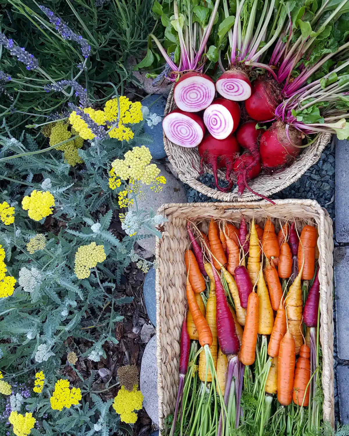 A wicker basket of freshly harvest yellow, orange, and purple carrots along with a wicker basket of chioggia beets, a few of the beets have been cut in half to show their peppermint striped insides. 