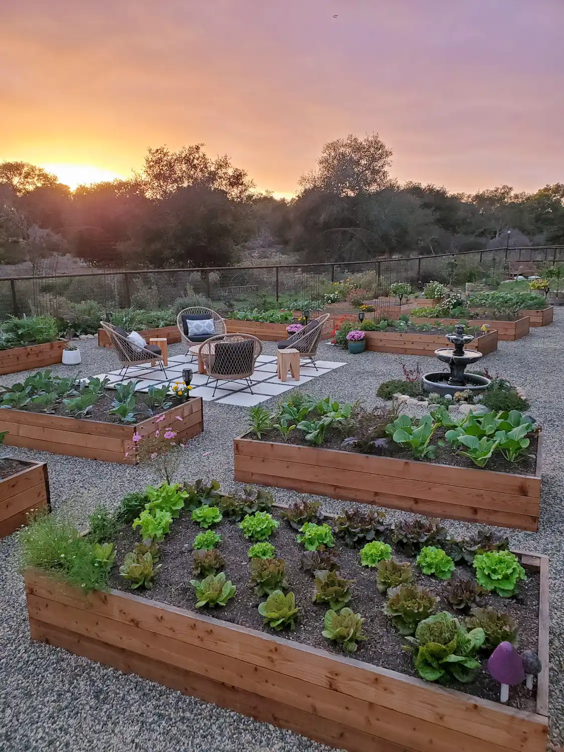 A view of the raised bed fall garden, young vegetable plants from lettuce, bok choy, cabbage, and other leafy greens are shown in the dusk light. 