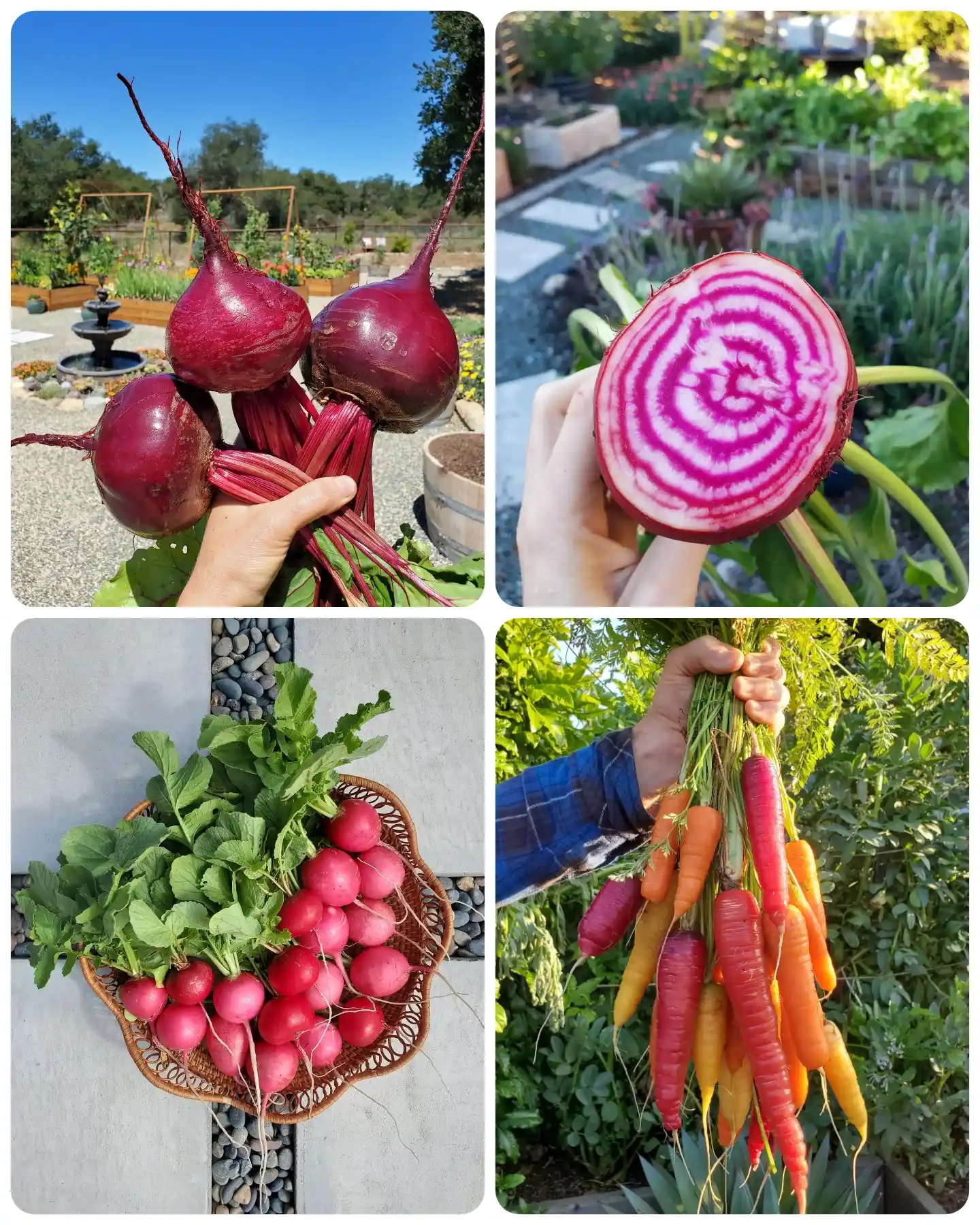 A four way image collage of a fall garden harvest. The first image shows a handful of three beets with their tops being held towards the sky. The second image shows a beet that has been cut in half to reveal its pink and white stripes within. The third image shows a bunch of pink radishes that have been harvested sitting inside a wicker basket. The fourth image  shows a handful of carrots being held by their greens after being washed after the harvest. 