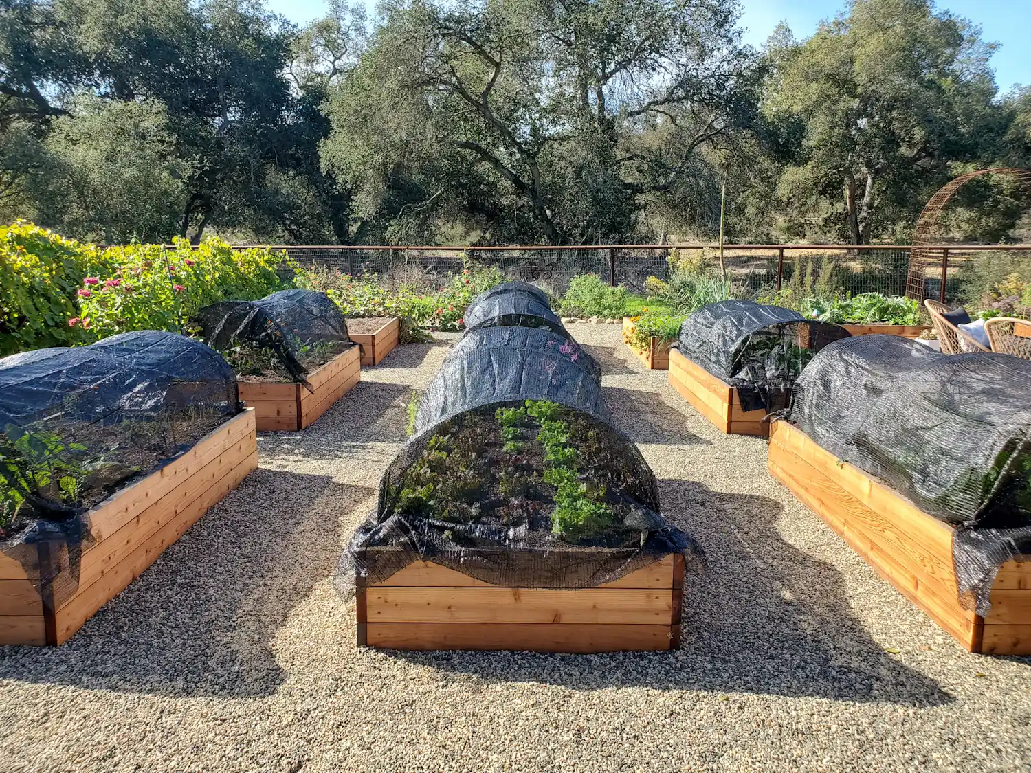 Many raised garden beds are lined up in neat rows, each one covered in hoops and shade cloth to protect the tender seedlings from extreme heat. 