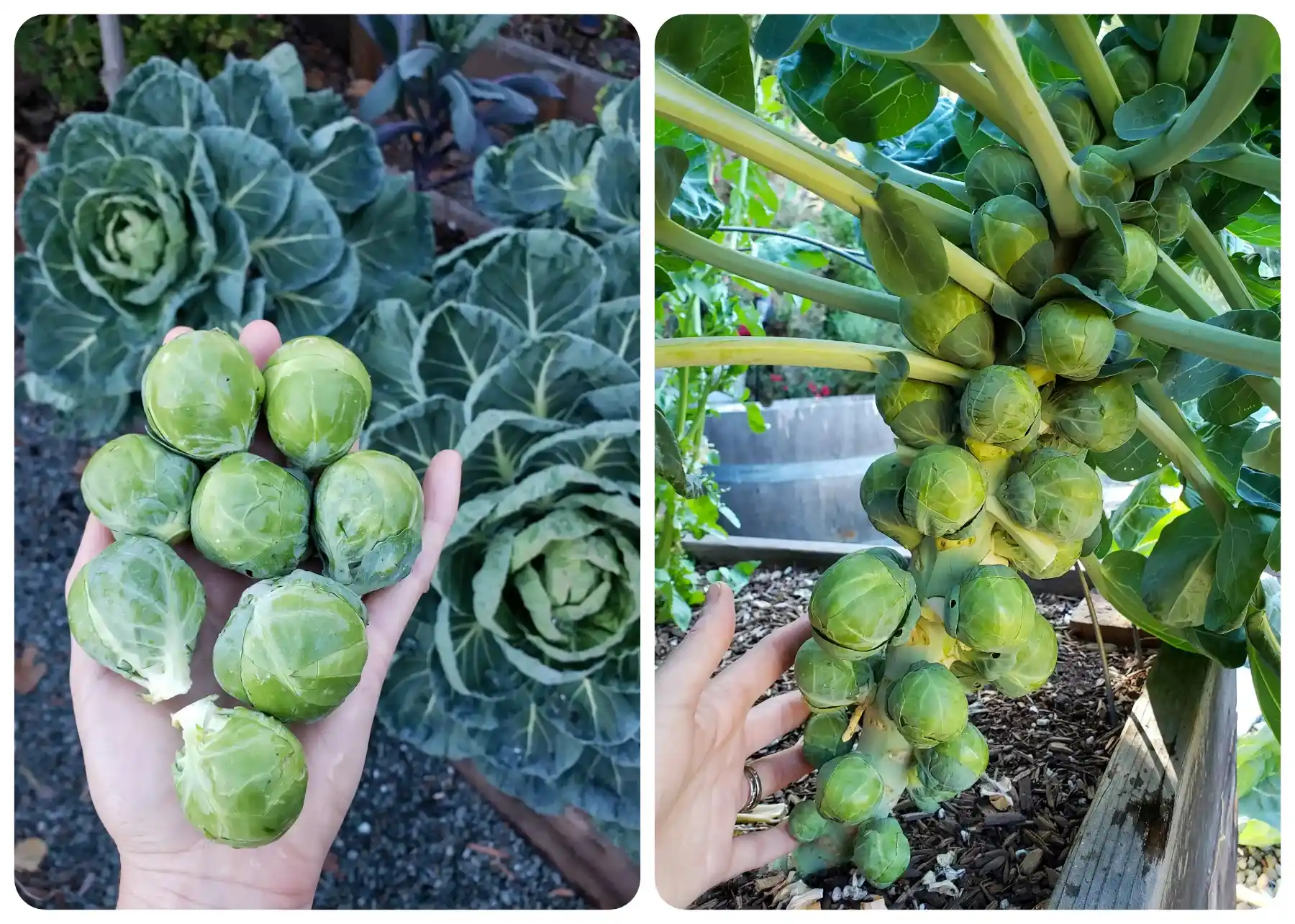 A two part image of Brussels sprouts growing in a fall garden. The first image shows a handful of harvest Brussels sprouts with the plants growing in a raised bed in the background. The second image shows a stalk of the plants with small Brussels sprouts growing along the main stem. 