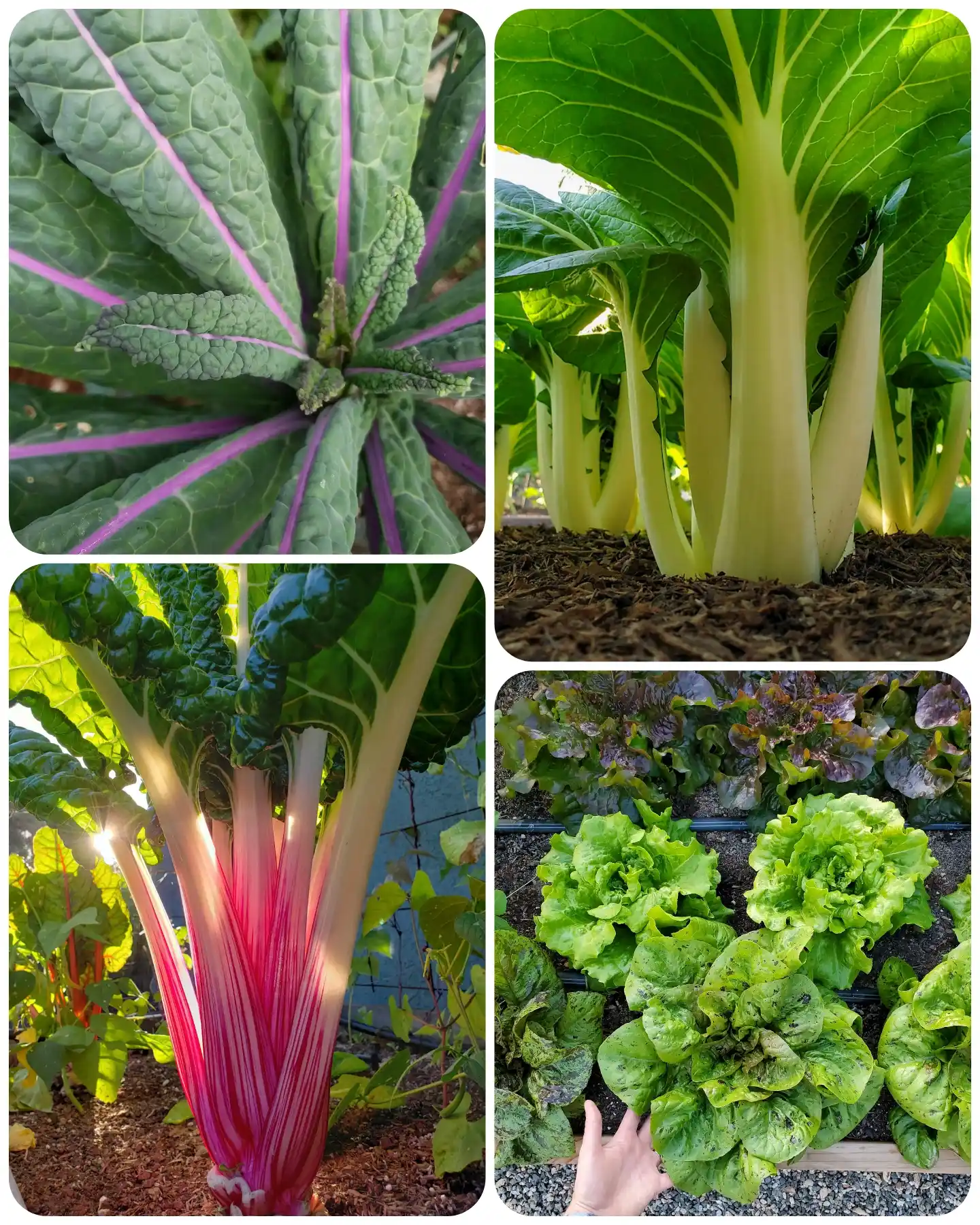 A four way image collage, the first image shows the center growth tips from a kale plant, the second image shows the understory of a canopy of bok choy growing, the third image shows the understory of a chard plant growing, and the fourth image shows the view of a few rows of a variety of lettuce growing in a raised bed. 